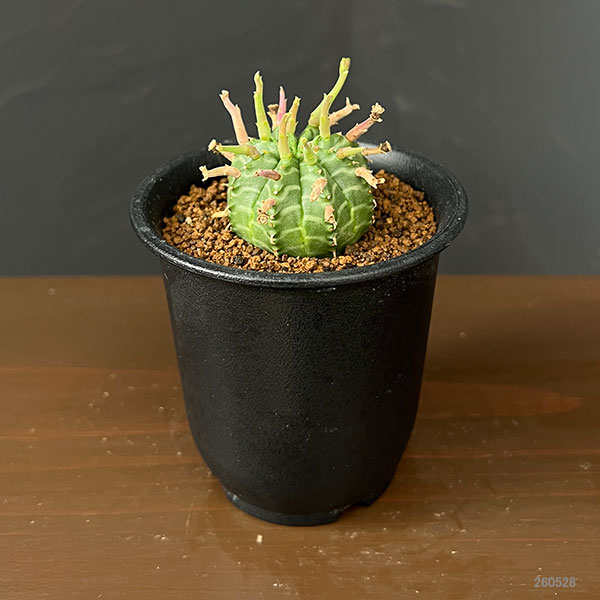 ユーフォルビア:スーパーバリダ(カクト・ロコ実生特選株) 3号鉢植え26-03