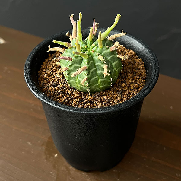 ユーフォルビア:スーパーバリダ(カクト・ロコ実生特選株) 3号鉢植え26-03