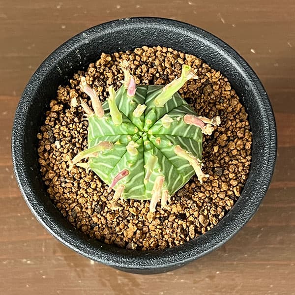 ユーフォルビア:スーパーバリダ(カクト・ロコ実生特選株) 3号鉢植え26-03