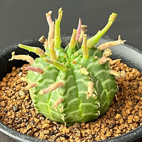 ユーフォルビア:スーパーバリダ(カクト・ロコ実生特選株) 3号鉢植え26-03
