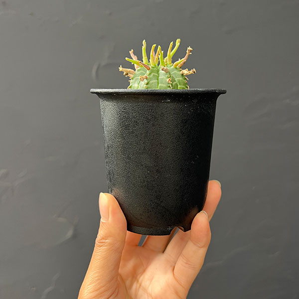 ユーフォルビア:スーパーバリダ(カクト・ロコ実生特選株) 3号鉢植え26-03