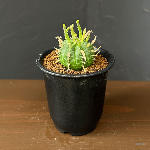 ユーフォルビア:スーパーバリダ(カクト・ロコ実生特選株) 3号鉢植え26-04