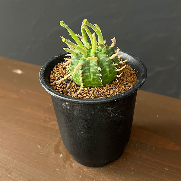 ユーフォルビア:スーパーバリダ(カクト・ロコ実生特選株) 3号鉢植え26-04