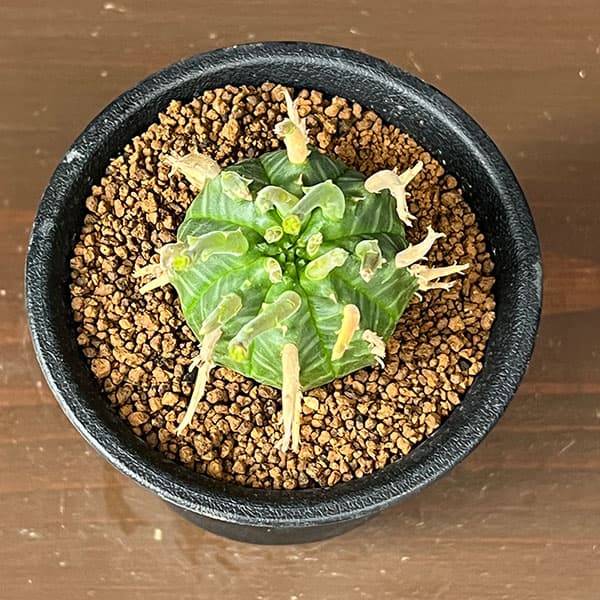 ユーフォルビア:スーパーバリダ(カクト・ロコ実生特選株) 3号鉢植え26-04
