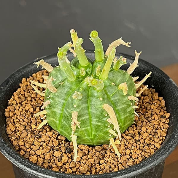 ユーフォルビア:スーパーバリダ(カクト・ロコ実生特選株) 3号鉢植え26-04