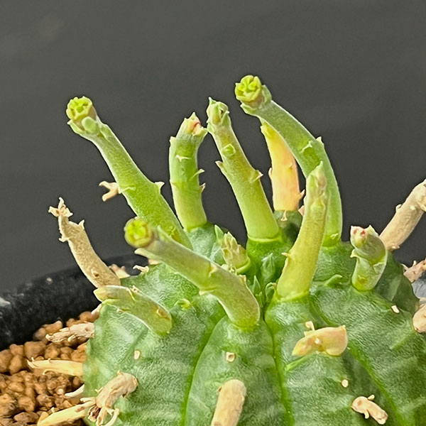 ユーフォルビア:スーパーバリダ(カクト・ロコ実生特選株) 3号鉢植え26-04