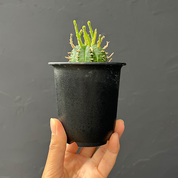 ユーフォルビア:スーパーバリダ(カクト・ロコ実生特選株) 3号鉢植え26-04