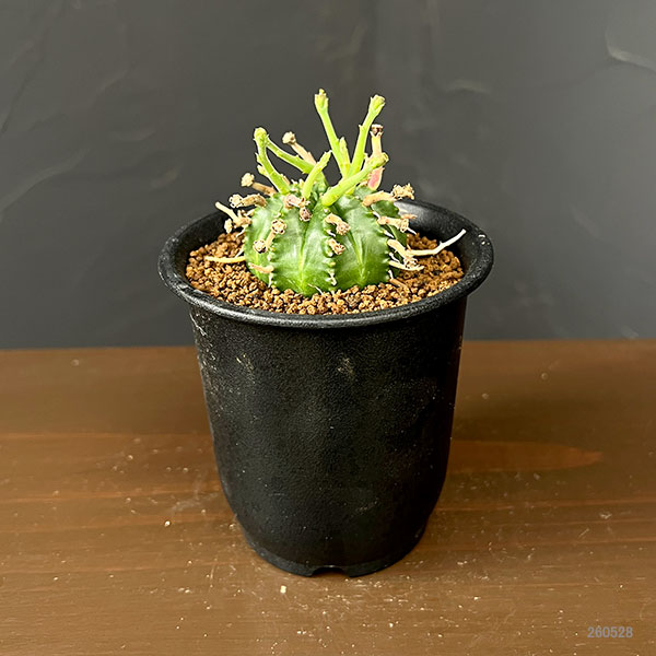 ユーフォルビア:スーパーバリダ(カクト・ロコ実生特選株) 3号鉢植え26-05