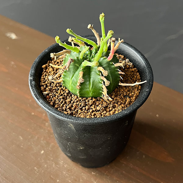 ユーフォルビア:スーパーバリダ(カクト・ロコ実生特選株) 3号鉢植え26-05