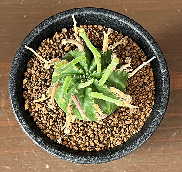 ユーフォルビア:スーパーバリダ(カクト・ロコ実生特選株) 3号鉢植え26-05
