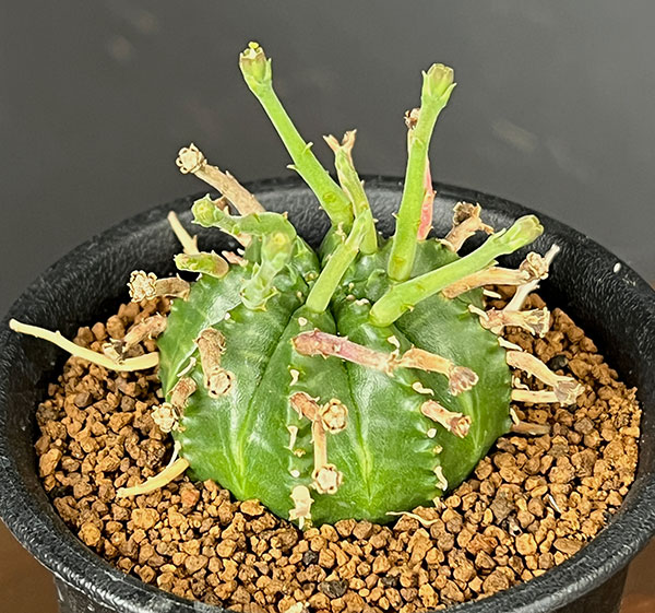 ユーフォルビア:スーパーバリダ(カクト・ロコ実生特選株) 3号鉢植え26-05