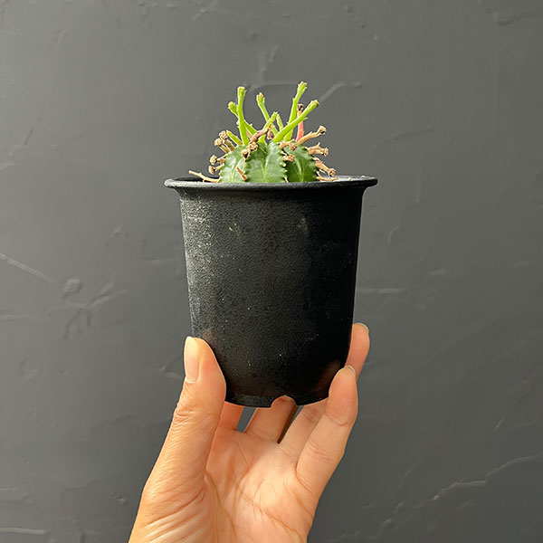 ユーフォルビア:スーパーバリダ(カクト・ロコ実生特選株) 3号鉢植え26-05