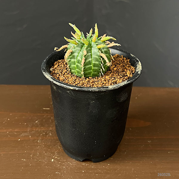 ユーフォルビア:スーパーバリダ(カクト・ロコ実生特選株) 3号鉢植え26-06