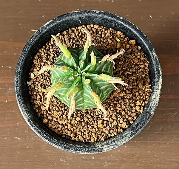 ユーフォルビア:スーパーバリダ(カクト・ロコ実生特選株) 3号鉢植え26-06