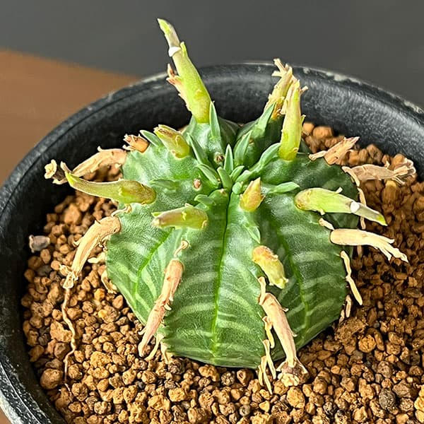 ユーフォルビア:スーパーバリダ(カクト・ロコ実生特選株) 3号鉢植え26-06