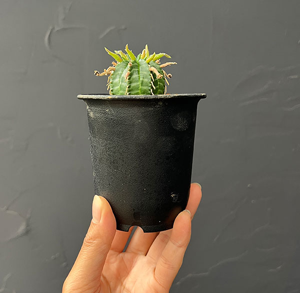 ユーフォルビア:スーパーバリダ(カクト・ロコ実生特選株) 3号鉢植え26-06