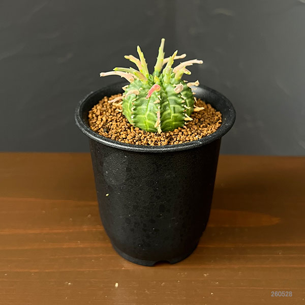 ユーフォルビア:スーパーバリダ(カクト・ロコ実生特選株) 3号鉢植え26-07