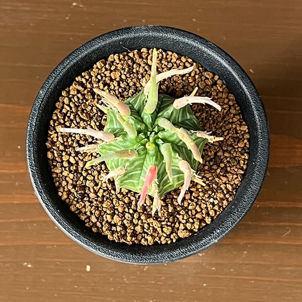 ユーフォルビア:スーパーバリダ(カクト・ロコ実生特選株) 3号鉢植え26-07