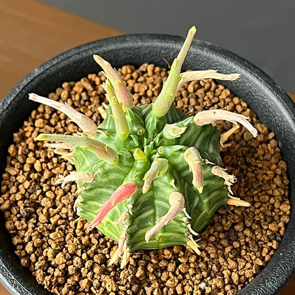ユーフォルビア:スーパーバリダ(カクト・ロコ実生特選株) 3号鉢植え26-07