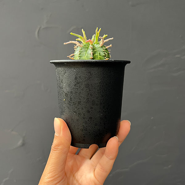 ユーフォルビア:スーパーバリダ(カクト・ロコ実生特選株) 3号鉢植え26-07