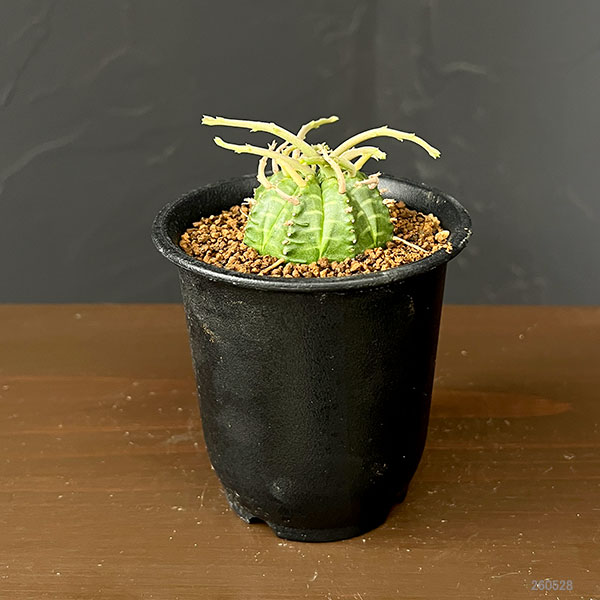 ユーフォルビア:スーパーバリダ(カクト・ロコ実生特選株) 3号鉢植え26-08