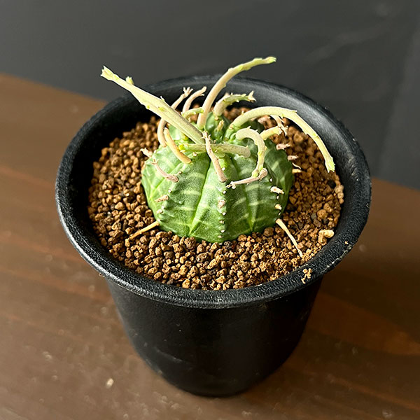 ユーフォルビア:スーパーバリダ(カクト・ロコ実生特選株) 3号鉢植え26-08