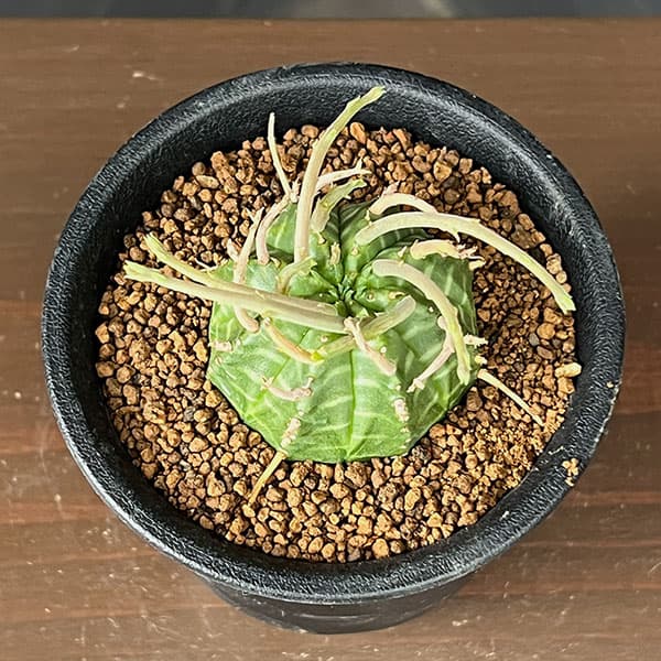 ユーフォルビア:スーパーバリダ(カクト・ロコ実生特選株) 3号鉢植え26-08