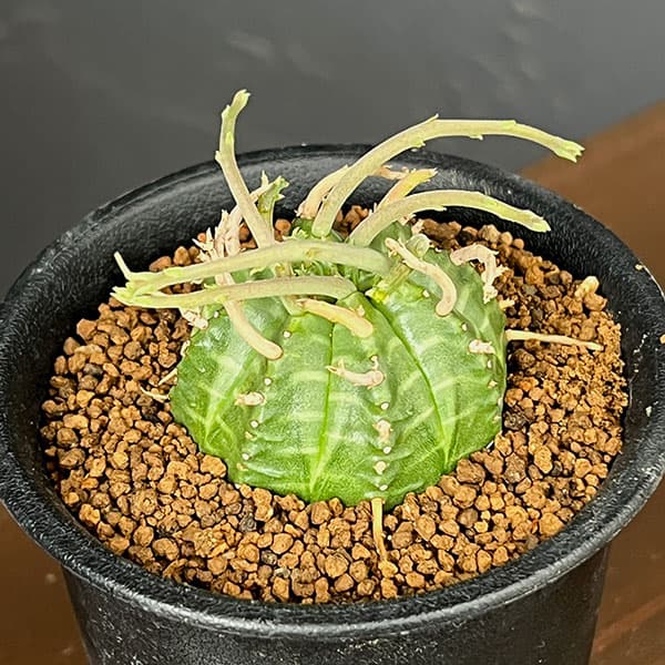 ユーフォルビア:スーパーバリダ(カクト・ロコ実生特選株) 3号鉢植え26-08