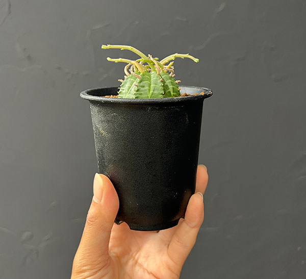 ユーフォルビア:スーパーバリダ(カクト・ロコ実生特選株) 3号鉢植え26-08