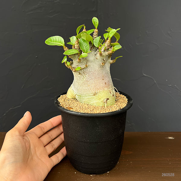 アデニウム：アラビカムスーパードワーフ　4号鉢植え26-05