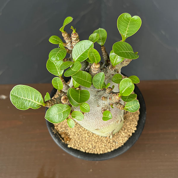 アデニウム：アラビカムスーパードワーフ　4号鉢植え26-05