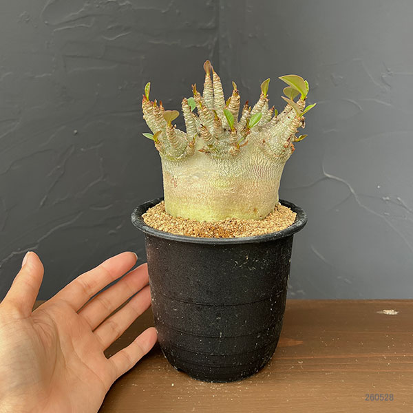 アデニウム:アラビカムスーパードワーフ 4号鉢植え26-06