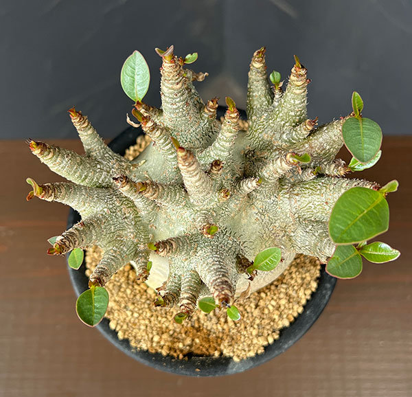 アデニウム:アラビカムスーパードワーフ 4号鉢植え26-06