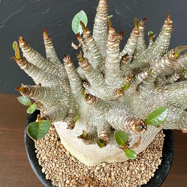 アデニウム:アラビカムスーパードワーフ 4号鉢植え26-06