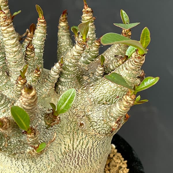 アデニウム:アラビカムスーパードワーフ 4号鉢植え26-06