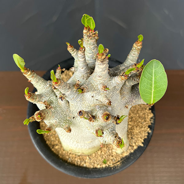 アデニウム:アラビカムスーパードワーフ 4号鉢植え26-07