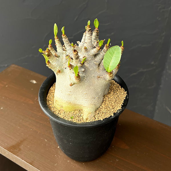 アデニウム:アラビカムスーパードワーフ 4号鉢植え26-07