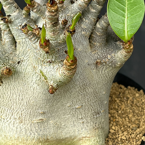 アデニウム:アラビカムスーパードワーフ 4号鉢植え26-07