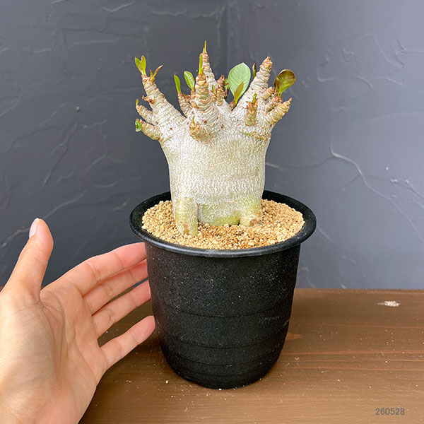 アデニウム:アラビカムスーパードワーフ 4号鉢植え26-08