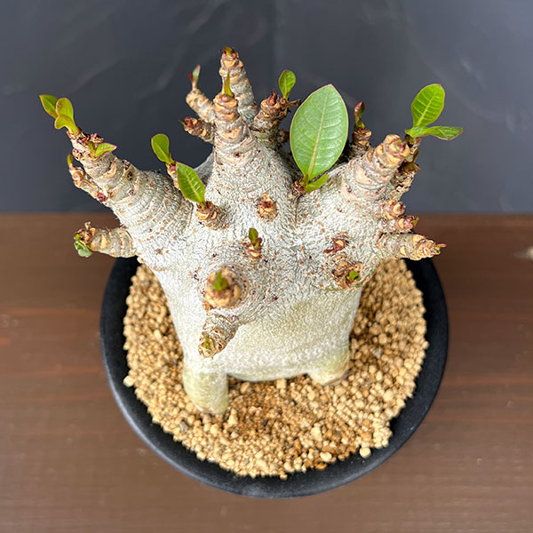 アデニウム:アラビカムスーパードワーフ 4号鉢植え26-08