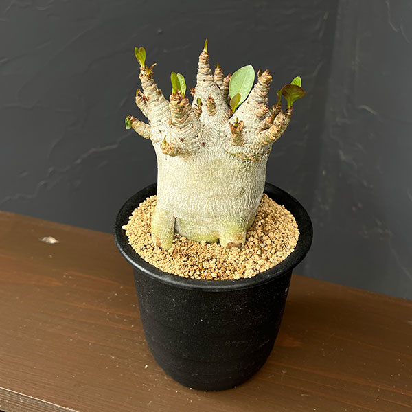 アデニウム:アラビカムスーパードワーフ 4号鉢植え26-08