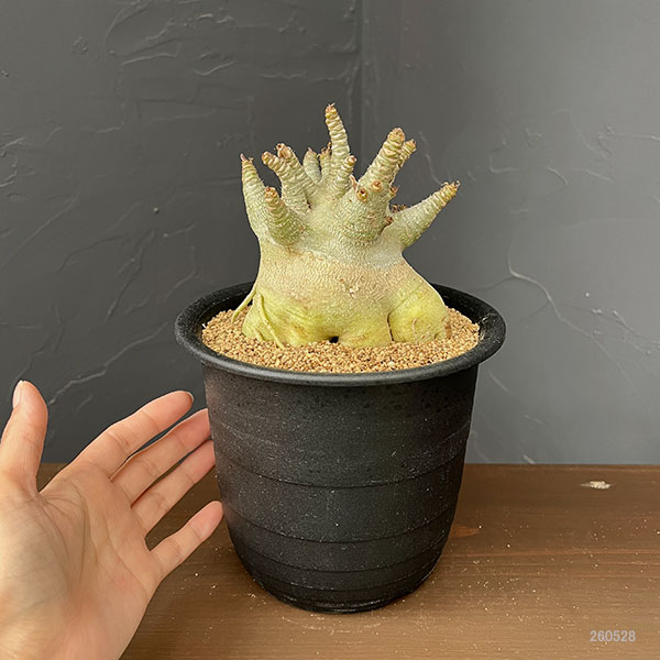 アデニウム:アラビカムスーパードワーフ 5号鉢植え26-01