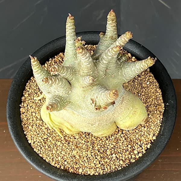 アデニウム:アラビカムスーパードワーフ 5号鉢植え26-01
