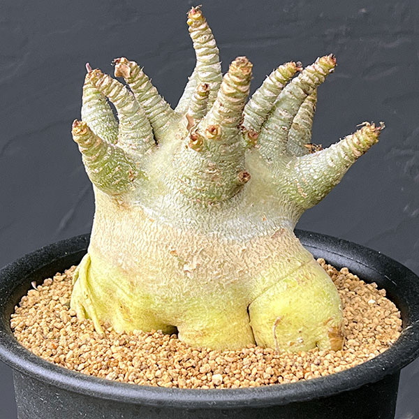 アデニウム:アラビカムスーパードワーフ 5号鉢植え26-01