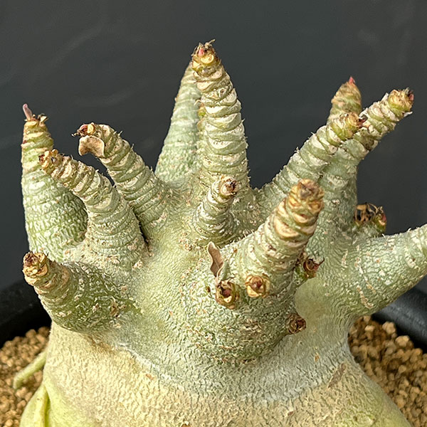 アデニウム:アラビカムスーパードワーフ 5号鉢植え26-01