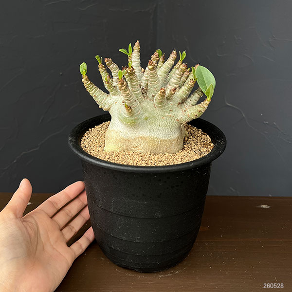 アデニウム:アラビカムスーパードワーフ 5号鉢植え26-02