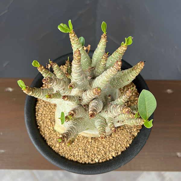 アデニウム:アラビカムスーパードワーフ 5号鉢植え26-02
