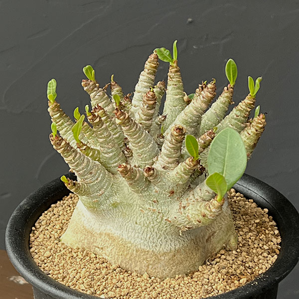 アデニウム:アラビカムスーパードワーフ 5号鉢植え26-02