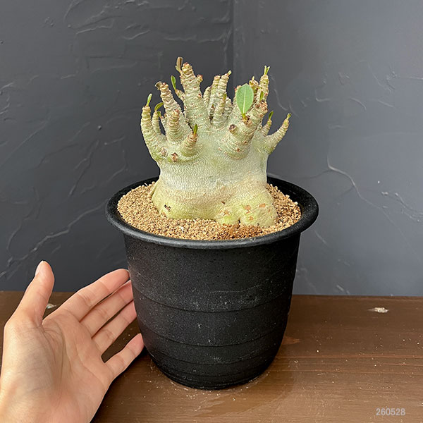 アデニウム:アラビカムスーパードワーフ 5号鉢植え26-04