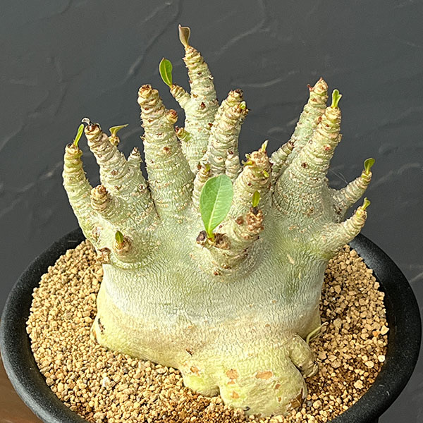 アデニウム:アラビカムスーパードワーフ 5号鉢植え26-04